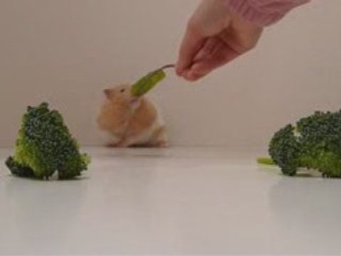 Outtakes from Hammy the Hamster Goes Organic