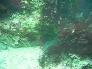 Scuba Diver Girls say hi!