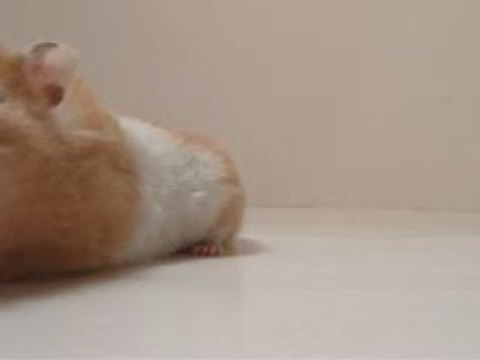 Hammy the Hamster Takes the Organic Challenge