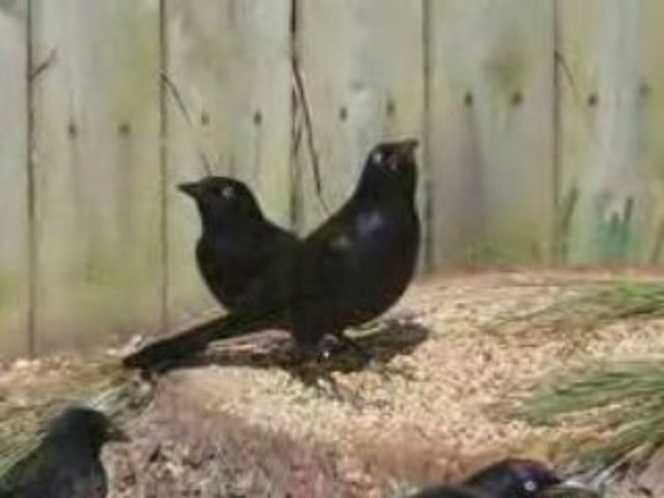 Black birds