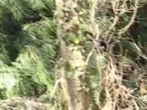 Promenade dans les bois avec Bouchon