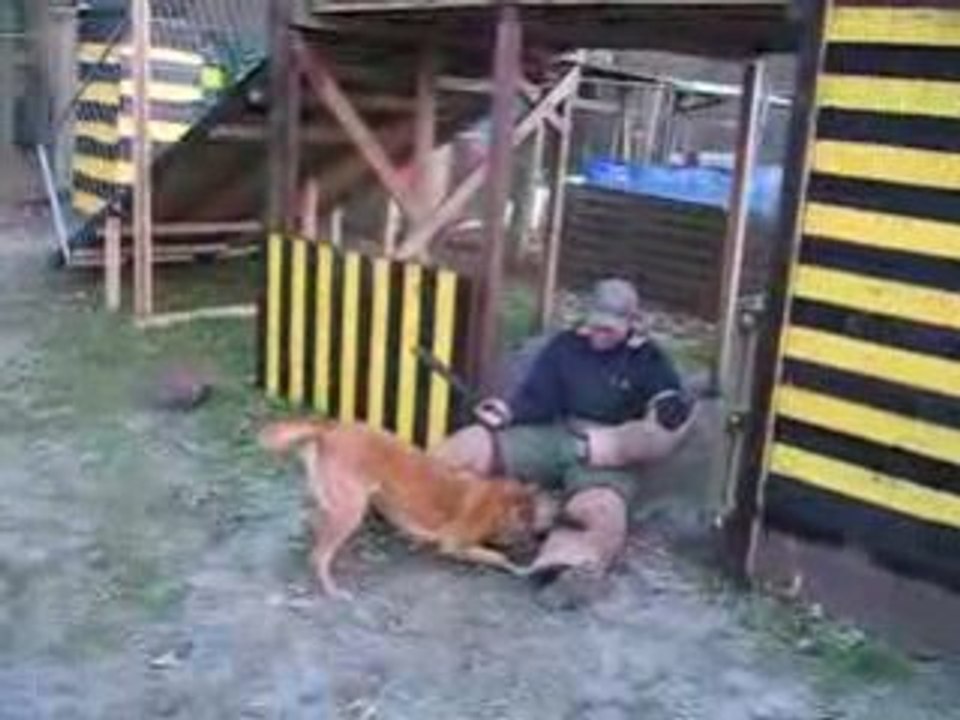 BLACK DOG - Attaque