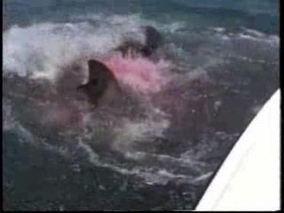 Attaque requin impressionnant