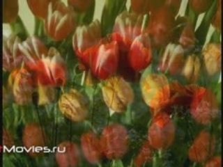 Композиции из живых цветов (подбор, составление и уход)