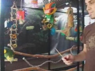 How to Stop a Parrot From Biting You