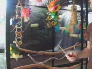 Stop My Bird From Biting