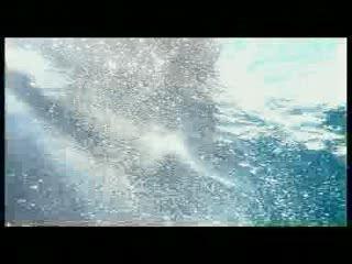 Requin attaque Shark Attack