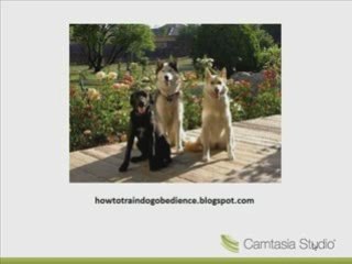 How To Train Dog Obedience