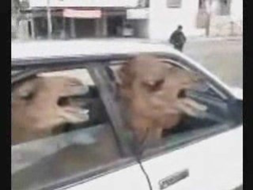 Camels in a Car
