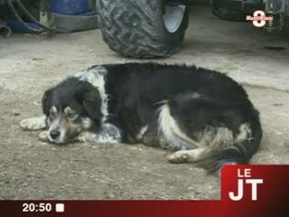 Grand Bornand : La chasse aux loups !