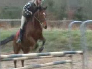 Vertical - oxer
