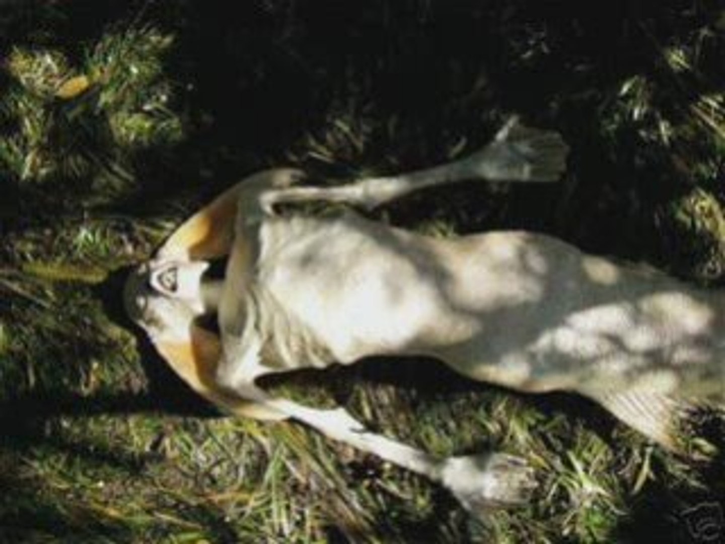 Mermaid Ou Sirene Mythologie Video Dailymotion