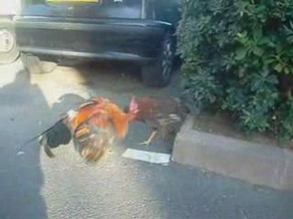 gitan El mostro vs le ferrailleur