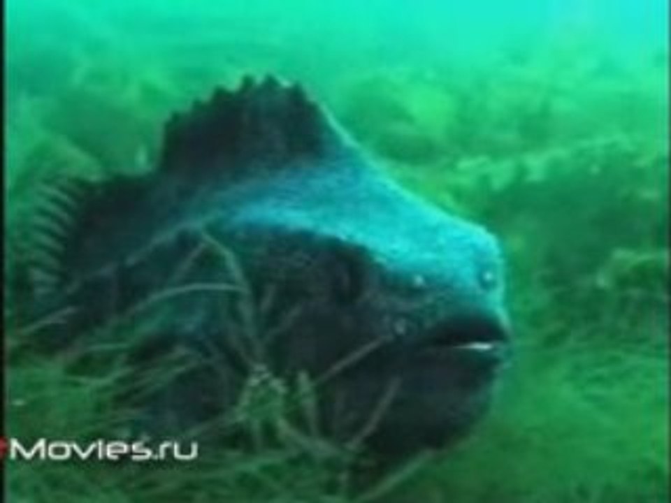 Зов моря