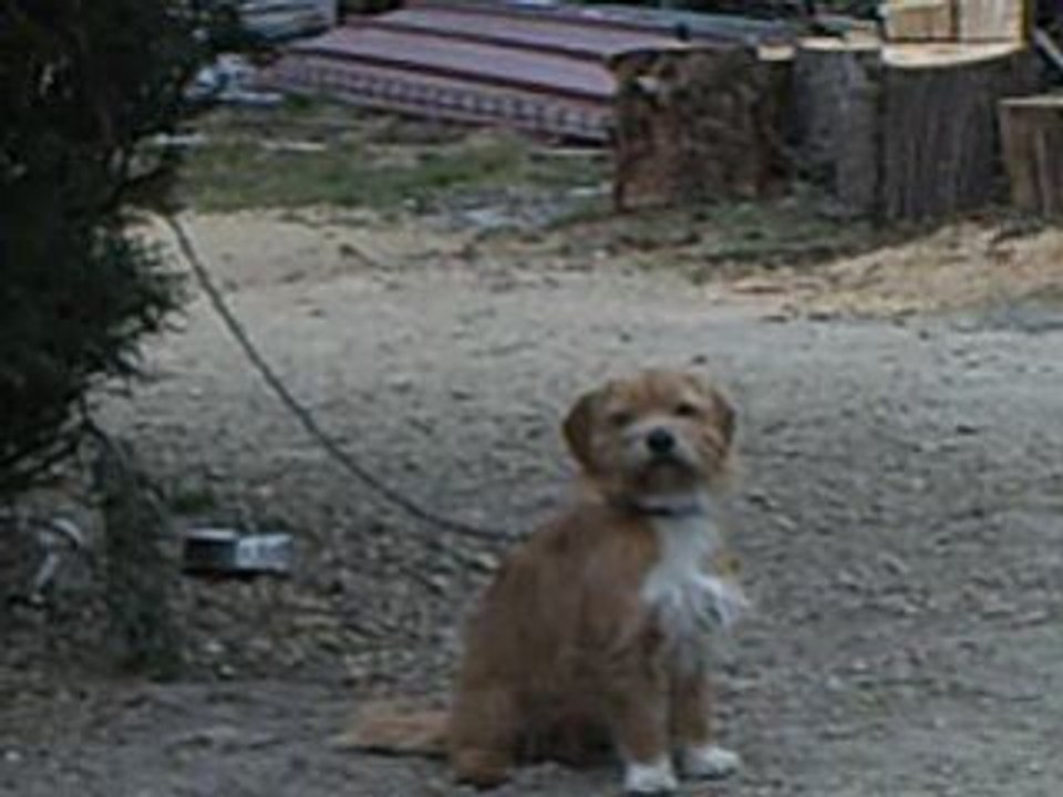 Max le chien
