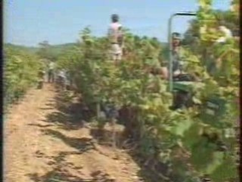 Porquerolles_Viticulture