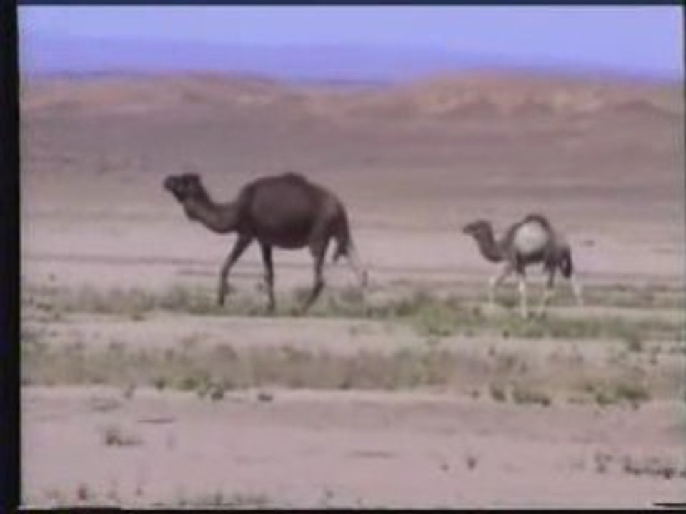 Trajet entre Merzouga et Ouzina-rimal sur la piste de Zagora