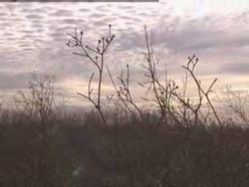Bird populations