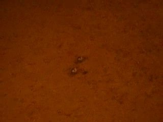 Petite partie de pétanque entre pote