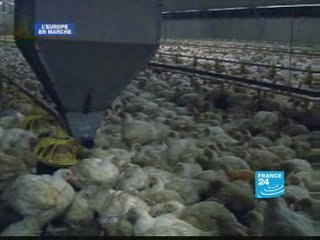 Bonnes recettes européennes pour le bétail