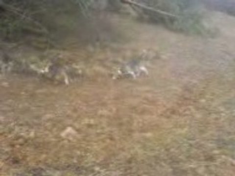 Les Beagles du Ron de l'Apio