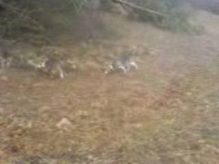 Les Beagles du Ron de l'Apio