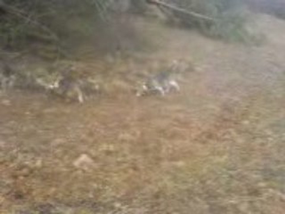 Les Beagles du Ron de l'Apio