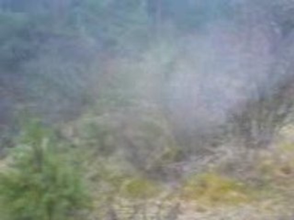 Les Beagles du Ron de l'Apio