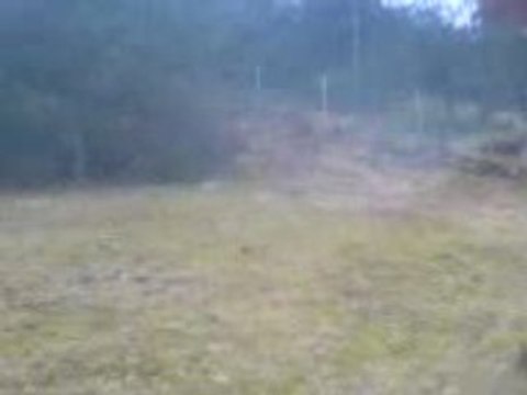 Les Beagles du Ron de l'Apio