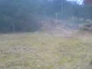 Les Beagles du Ron de l'Apio