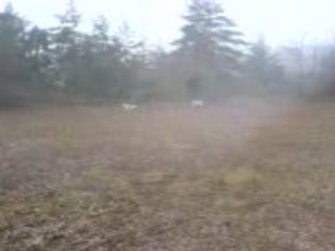 Les Beagles du Ron de l'Apio