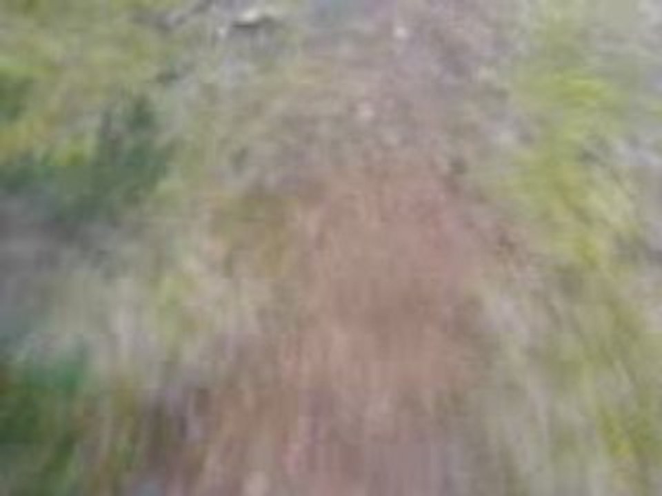 Les Beagles du Ron de l'Apio