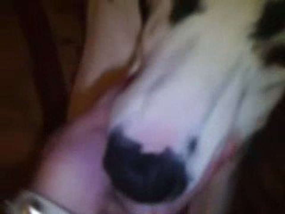 Mon Dalmatien
