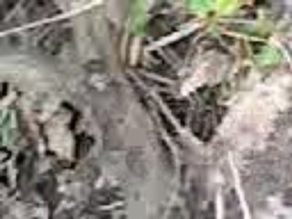 Vidéo 0216