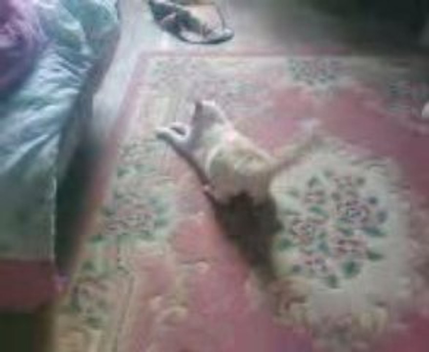 chat
