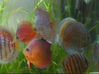 discus wild 4
