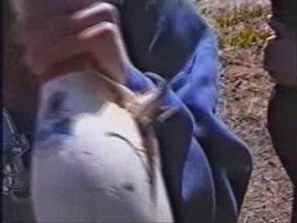 The_columbine_tragedy