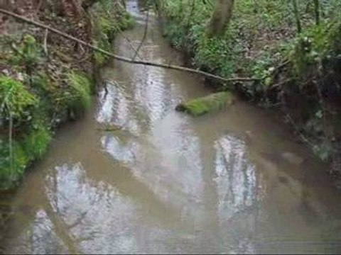 Boucau Tarnos Rejets sauvages dans le ruisseau d'Esbouc