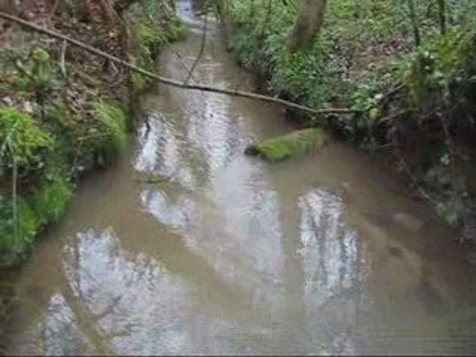 Boucau Tarnos Rejets sauvages dans le ruisseau d'Esbouc