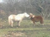 Petits poneys