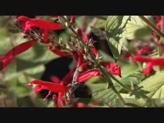 Final Cut & Motion 3 Compilation