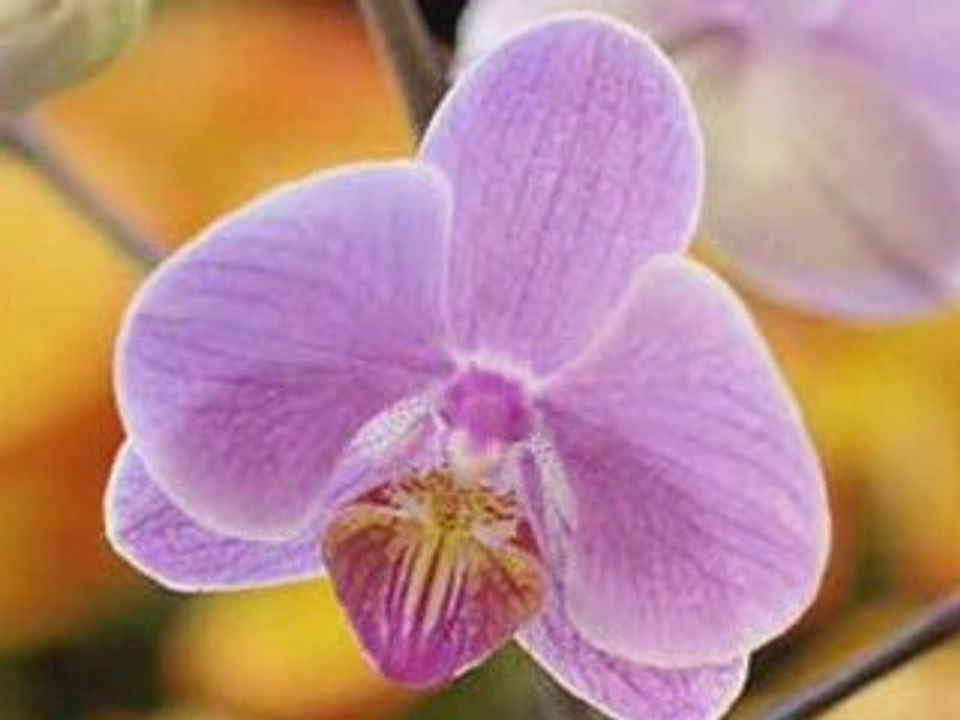 Growing Orchids in the UK