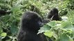 Gorilles des montagnes au Rwanda - été 2006