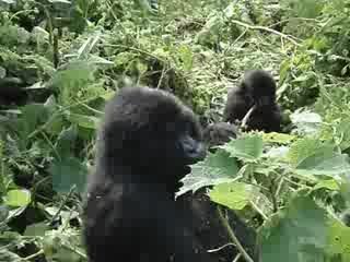 Gorilles des montagnes au Rwanda - été 2006