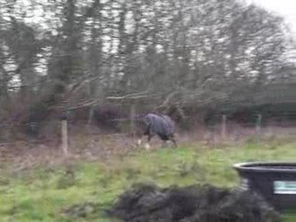 gros pif blanc et petit poney