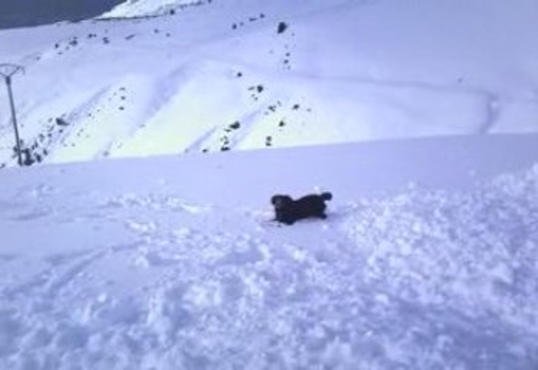 Snoop dans la neige