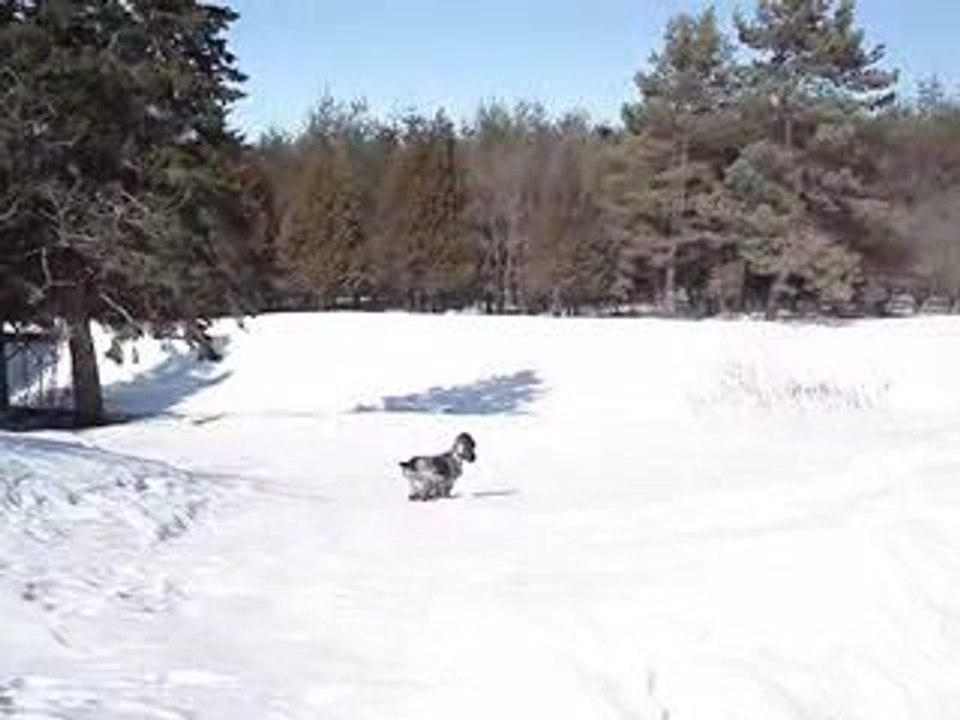 MOV04994_2