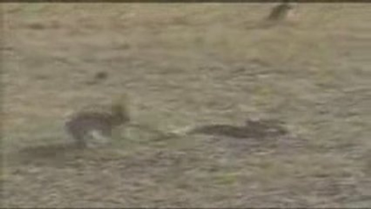 LAPIN VS SERPENT