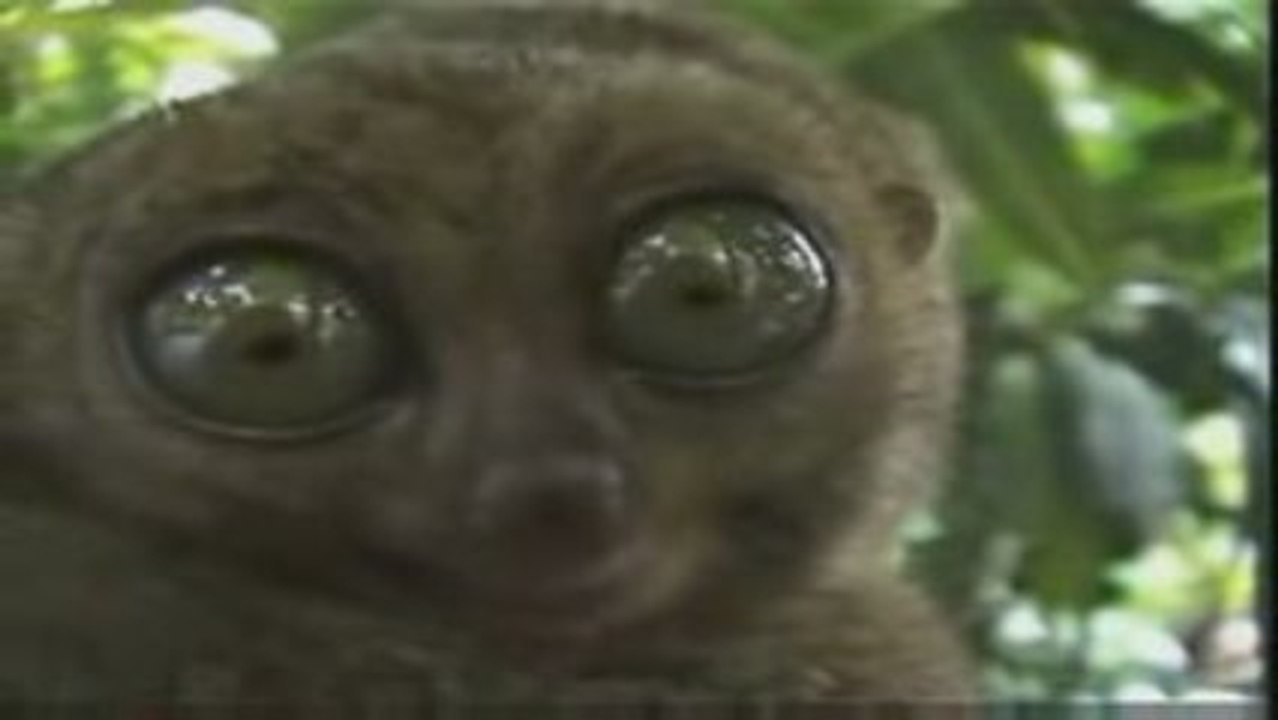 LEMURIEN QUI FAIT SES GROS YEUX