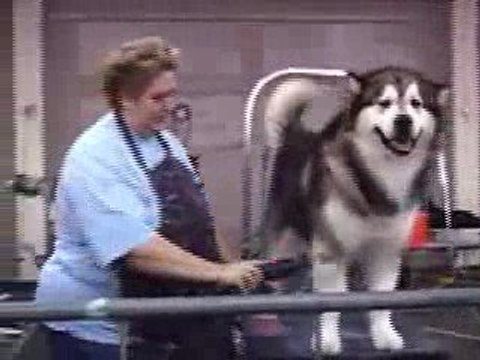 Dog Groomers Sydney - Sydney's Premier Pet Stylists!